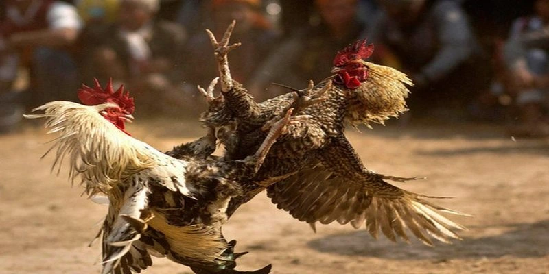 Đá gà Thomo - Trải nghiệm thế giới cá cược hấp dẫn Giới thiệu về luật chơi đá gà