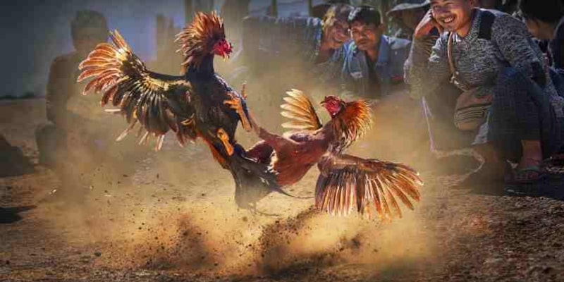 Đá Gà Trực Tiếp Hôm Nay Tại Ww88 Với Chất Lượng Cao Nhất Nhiều tỷ lệ kèo trả thưởng lớn