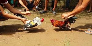 Trải Nghiệm Đá Gà 88 - Những Trận Đấu Khốc Liệt, Cực Hấp Dẫn