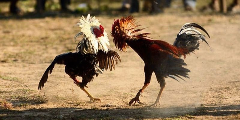Tham Gia Trực Tiếp Đá Gà C3 Có Những Ưu Điểm Gì Vượt Trội? Tỷ lệ cập nhật liên tục
